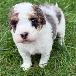 Kenny - Blue merle male Aussiedoodle puppy in Heber City, Utah from Junipersdoodles