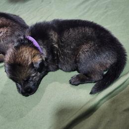 Yoshi (Purple female) - Sable female German Shepherd puppy in Winchester, Kentucky from Del Lago Canine
