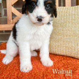 Walnut - Tri-color male Bernedoodle puppy in Sunman, Indiana from Brunsman Country Doodles LLC