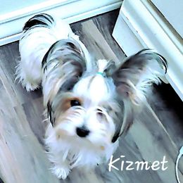 Yorkshire Terriers from Eleventyseven Yorkies