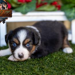 Majesty - Black tri female Miniature American Shepherd puppy in Granbury, Texas from Best Little Aussies