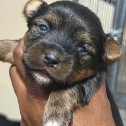 LKN069726-TdM - Black and tan male Yorkshire Terrier puppy in Gatesville, Texas from KontryKritterz Yorkies