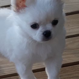 Chihuahuas from Delinda's Chihuahuas