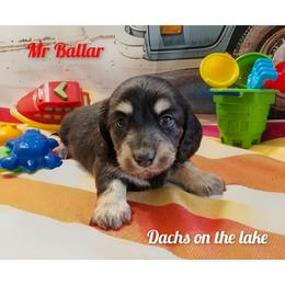 Mr. Ballar - Black and cream male Dachshund puppy in Grove, Oklahoma from Dachs on the lake