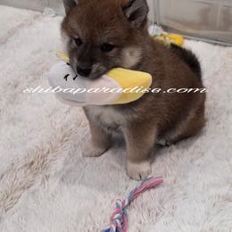 Sofie - Red female Shiba Inu puppy in Tualatin, Oregon from Shiba Paradise