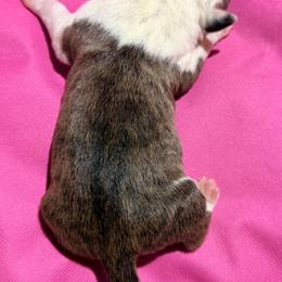 Girl 1 - Black brindle female American Staffordshire Terrier puppy in Spring Branch, Texas from Bold & Beautiful Amstaffs