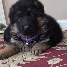 German Shepherd Puppies from Vom Haus Pharoah German Shepherd