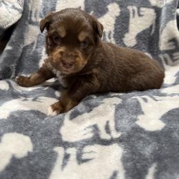Eleven - Red tri female Miniature Australian Shepherd puppy in Phillipsburg, New Jersey from Dusty Dogs Miniature Australian Shepherds