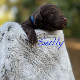 Goldendoodle Puppies from O’Doodle Clan Goldendoodles