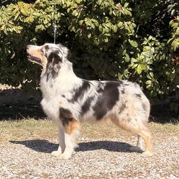 River - Australian Shepherd