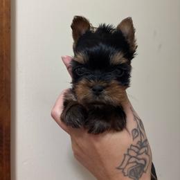 Orange boy - Black and tan male Yorkshire Terrier puppy in Cornelia, Georgia from Kruz Kennels