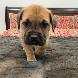 Blossom - Fawn female Cane Corso puppy in San Isidro, Texas from MTZCC Ranch, LLC