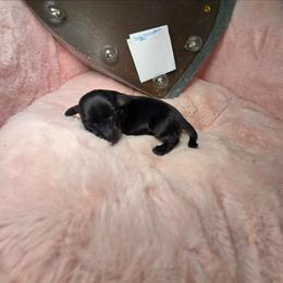 Dark enchantment - Brindle male Dachshund puppy in Bristol, Tennessee from It's Mini Wieners Baby
