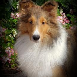 Secret - Shetland Sheepdog