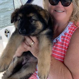 German Shepherd and Miniature American Shepherd Puppies from Bouchard’s Best Shepherds