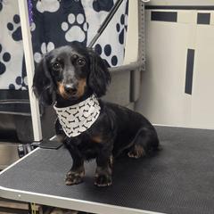 Shadow - Dachshund
