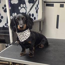 Shadow - Dachshund