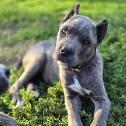Seafoam - Gray brindle female Cane Corso puppy in Chestertown, Maryland from Willow Creek Cane Corsos
