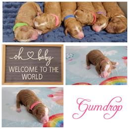 Australian Labradoodle Puppies from Lindsey's Loving Labradoodles