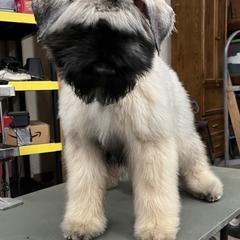 Bouvier des Flandres Puppies from SLR Kennels