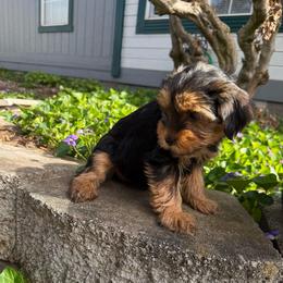 Lady Bug - Black and tan female Yorkshire Terrier puppy in Walla Walla, Washington from Linda Sherman