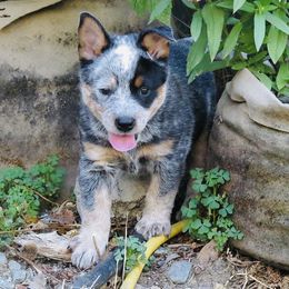 Emma - Blue speckled female Australian Cattle Dog puppy in Redding, California from Lone Pine Kennel