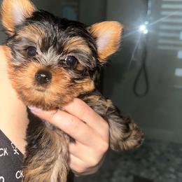 Princess Diana - Black and gold female Yorkshire Terrier puppy in Cape Coral, Florida from Katherine’s Yorkies and Poodles