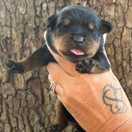 Light pink collar - Black and mahogany female Rottweiler puppy in Industry, Illinois from KDKs Kennels