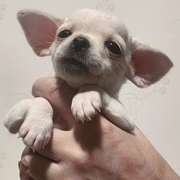 Chihuahua Puppies from Precious Paws of Florida