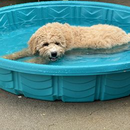 Goldendoodle All Grown Up from Golden Hearted Goldendoodles