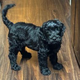 Clover - Black male Goldendoodle puppy in Charlotte, North Carolina from Hopeful Heart Doodles
