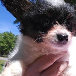 Girl 2 - White black and tan female Papillon puppy in Forest City, North Carolina from Eastern Papillions