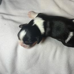 Blue - Tri-color female Cavalier King Charles Spaniel puppy in Mount Dora, Florida from Carroll’s Chihuahuas