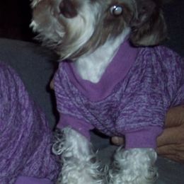 Miniature Schnauzers from Sissy's Sassy Mini Schnauzers