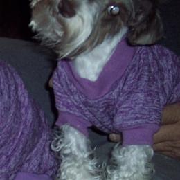 Miniature Schnauzers from Sissy's Sassy Mini Schnauzers