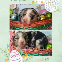 Charm - Blue merle female Australian Shepherd puppy in Marshall, Virginia from Greywood Farm Aussies