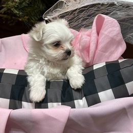 Cavapoo, Cockapoo, Maltese, and Poodle Puppies from Clearview Canines