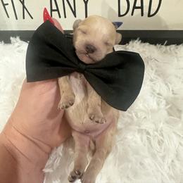 Timon - Apricot male Maltipoo puppy in Apple Valley, California from Boujeepups