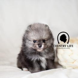AKC Rime - Wolf sable male Pomeranian puppy in Idaho Falls, Idaho from Country Life Pomeranians