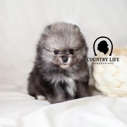 AKC Rime - Wolf sable male Pomeranian puppy in Idaho Falls, Idaho from Country Life Pomeranians