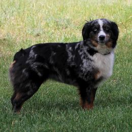 Miniature Australian Shepherd puppies from Gemstone Ridge Mini Aussies