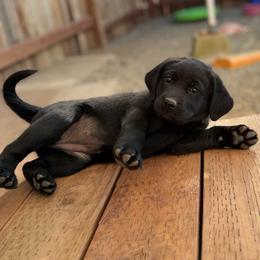 Hot Pink Collar - Black female Labrador Retriever puppy in Somerset, California from Cantina Labs and Cavs