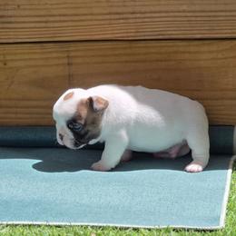 Pied boy - Fawn and white male French Bulldog puppy in Polk City, Florida from Best Friend Frenchies, LLC