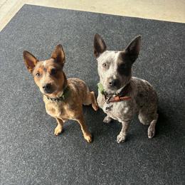 Australian Cattle Dog All Grown Up from Blue Steel Cattle dogs