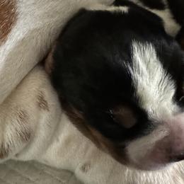 Rameses - Basset Hound puppy from Collegiate Bassets and Rheign Collies