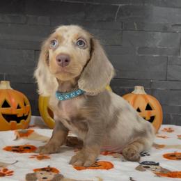 Cooper - Dapple male Dachshund puppy in Goodyear, Arizona from AZ Royal Doxies llc