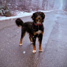 Zen - Australian Shepherd