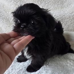 Blue Collar - Black male Shih Tzu puppy in Waynesboro, Pennsylvania from Big Win Shih Tzus