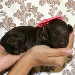 Pink - Chocolate female Australian Labradoodle puppy in Milton, North Carolina from Good Day Doodles