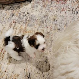 Kenny - Red male Havanese puppy in Tarrant County, Texas from Jerico Havanese